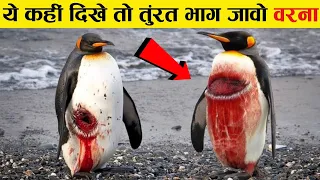 penguins आखिर इतने खतरनाक क्यों होते है Why You Should be afraid of penguins