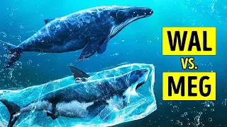 Megalodons vs. Wale: Hinweise auf den Untergang des größten Hais der Welt