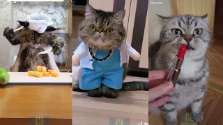 Tik Tok коты 😸, Подборка приколов со смешными котами,милота и смех 😹 №28