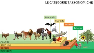 CLASSIFICARE GLI ORGANISMI VIVENTI