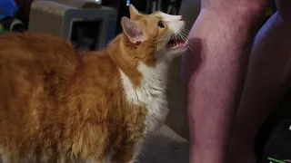 Cat Demands Dad To Watch Him Eat