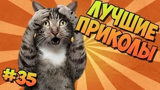 ЛУЧШИЕ ПРИКОЛЫ #35 ОХ УЖ ЭТИ КОШКИ