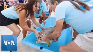 Rescued Sea Turtle Released on Earth Day