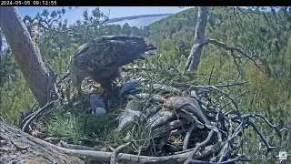 Welcome little eaglet! ~ White-tailed eagles nest ~ May 05, 2024