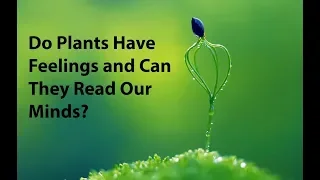 Do Plants Have Feelings and Can They Read Our Minds