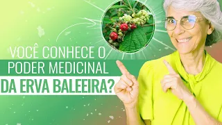 Erva baleeira: anti-inflamatória, antibiótica, cicatrizante