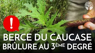 Berce du Caucase : la plante qui créé des brûlures