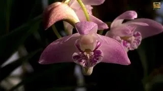 Easy Orchids: Dendrobium kingianum culture with Blooms and why this Orchid grows Keikis