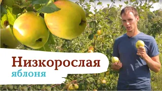 Яблоня «Чудное» — чудо чудное, диво дивное!