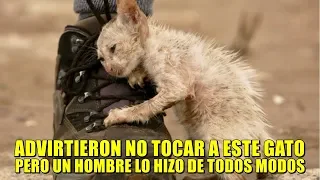 Las personas fueron advertidas de no tocar a este gato, pero un chico lo hizo de todos modos