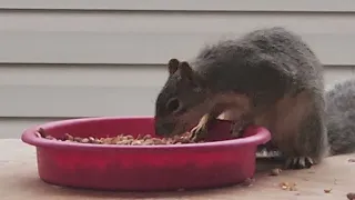 Squirrel Eating On MY Porch