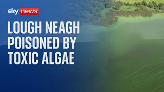 Lough Neagh: The freshwater lake being poisoned by toxic algae