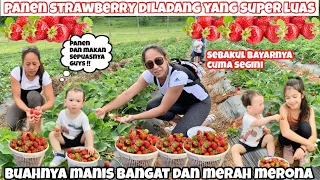 PANEN STRAWBERRY PERDANA TAHUN INI 2023 DI LADANG UMUM YANG SUPER LUAS || PANEN PERTAMA