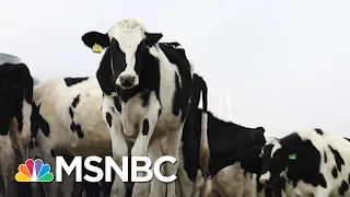 How Secure Is The U.S. Food Supply Chain? | The Last Word | MSNBC