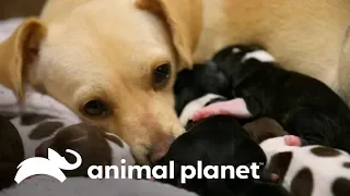 ¡Mamá chihuahua da a luz a 8 cachorros! | Amanda al rescate | Animal Planet