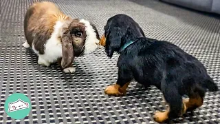 Tiny Doxie Is SO Excited To Meet Bunny Brother For The First Time | Cuddle Buddies