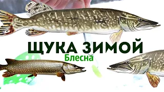 Ловлю щуку на блесну зимой немного по другому. Всегда с уловом. Как ловить щуку зимой на блесну?