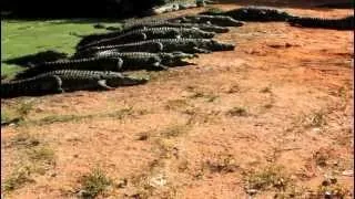 Crocodiles fighting over food