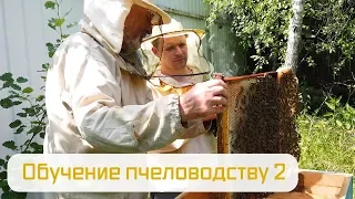 Обучение пчеловодству ч.2