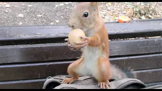 Милая и забавная белка / Cute and funny squirrel
