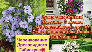 Черенкование древовидного гибискуса🌺;Гибискус - сплошные достоинства!❤️Посадите и не пожалеете!😉