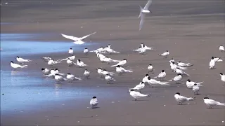 White fronted tern Whatipu 311018