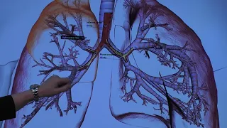 Causes of Pneumonia