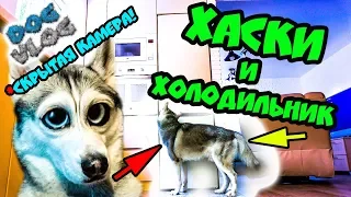 DOGVLOG: ХАСКИ И ХОЛОДИЛЬНИК. Скрытая камера. Говорящая собака