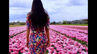 Amazing Tulip Flowers,in the Netherlands