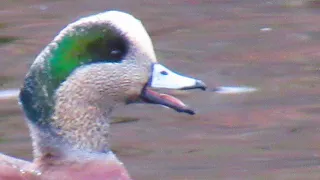 American Wigeon Duck Quacking / Call Sounds