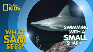 Swimming With a Small Shark | What Sam Sees