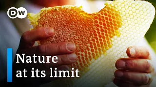 Toxic chemicals - A menace to bees and farmland | DW Documentary