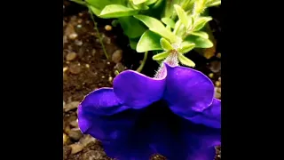 Petunia blooming