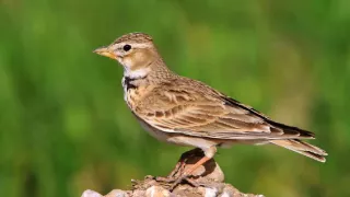 Calandria Común Cantando Sonido para Llamar El Mejor