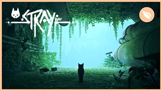 STRAY Sleeping Cats | Rain + Thunder Storm Ambience | 1 HOUR