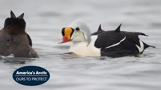 King Eider Ducks in America's Arctic