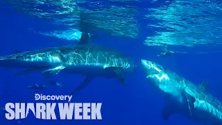 Great White Attacks Another Shark! | Shark Week