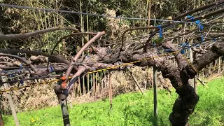 How to choose the branches to cut off when pruning a kiwi fruit tree