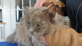 Elderly Cat Being Groomed