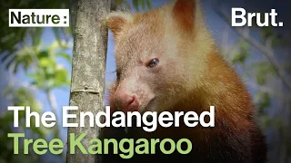 The Tree Kangaroo: an Endangered Species