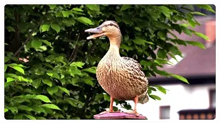 I'm leading a duck with ducklings to the water. They got lost!