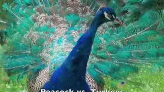 Peacock Versus Turkeys