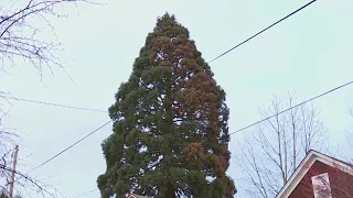 Controversial giant sequoia tree 'poisoned' in NE Portland