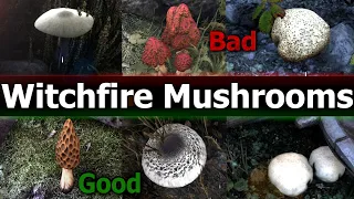 Witchfire the Good healing and bad Damaging Mushroom Guide also Angelica Spots
