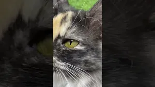 Почему глаза кошки светятся в темноте🙀