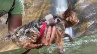 Gizmo dog paddles LOWER CALF CREEK FALLS deep in Utah’s Grand Staircase