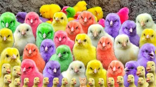 Tangkap Ayam Lucu, Ayam Warna Warni, Ayam pelangi, Ayam Rainbow, Bebek,Kucing,Kelinci,Hewan lucu #92
