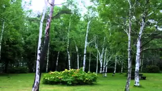 自然の音景色L　小鳥３（野鳥の鳴き声・長時間）Nature Sound