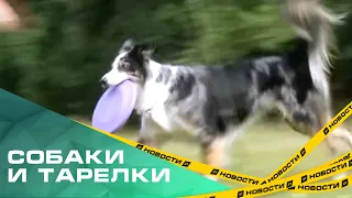 Собаки и летающие тарелки. В Челябинске провели соревнования по дог-фризби