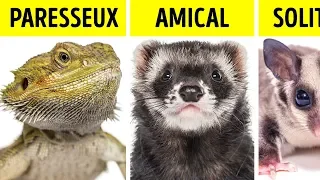 Quel Genre D’animal Correspond à ta Personnalité ?